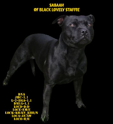 Étalon Staffordshire Bull Terrier - Sabaah Of Black Lovely Staffie