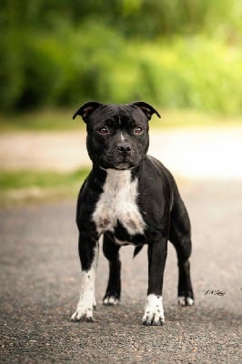 Étalon Staffordshire Bull Terrier - Sister shana The Black Of Mila