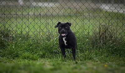 Étalon Staffordshire Bull Terrier - Roller black Bluedogcity