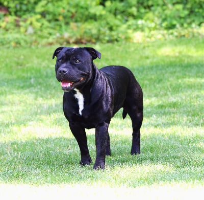 Étalon Staffordshire Bull Terrier - Sisko The Black Of Mila