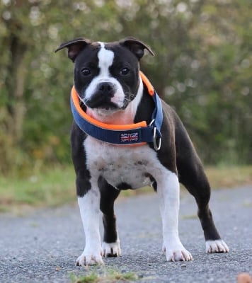 Étalon Staffordshire Bull Terrier - The lady mustache Of Staffie Of Your Dreams