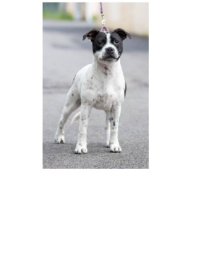 Étalon Staffordshire Bull Terrier - Umbrella black eyed du clan ' Molotov