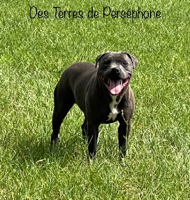 Étalon Staffordshire Bull Terrier - Toundra blue Des Terres De Perséphone