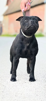 Étalon Staffordshire Bull Terrier - hot rever's Think like a queen
