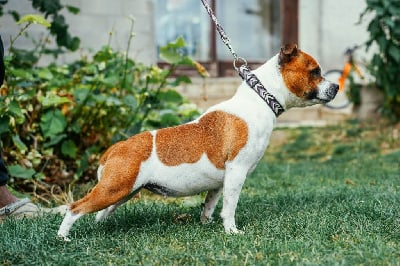 Étalon Staffordshire Bull Terrier - Rebel concept d'ultime passion