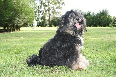 Étalon Terrier Tibetain - Poony Des marais de courmont