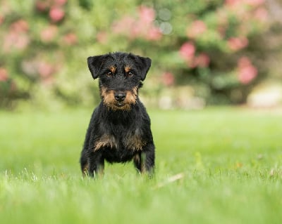 Étalon Terrier de chasse allemand - Tornade De Pech & Catmalou