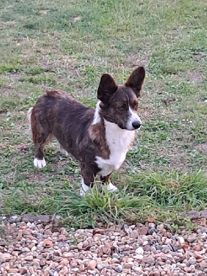 Étalon Welsh Corgi Cardigan - True love Des quatre jeudis