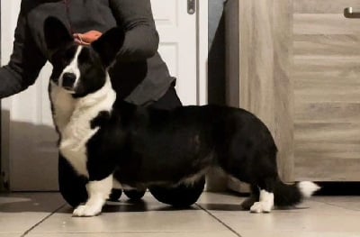 Étalon Welsh Corgi Cardigan - Ch rhétorique de l empreinte du cobra