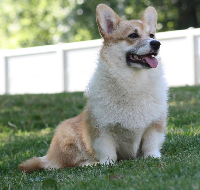 Étalon Welsh Corgi Pembroke - kukkonia's As sweet as honey