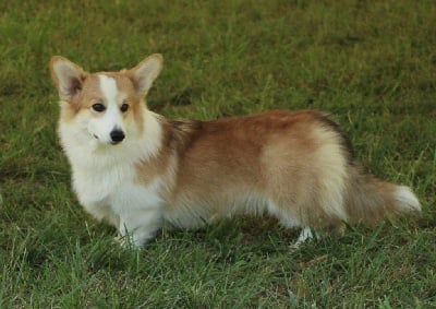 Étalon Welsh Corgi Pembroke - Take a chance with me Des Fééries De Zébulon