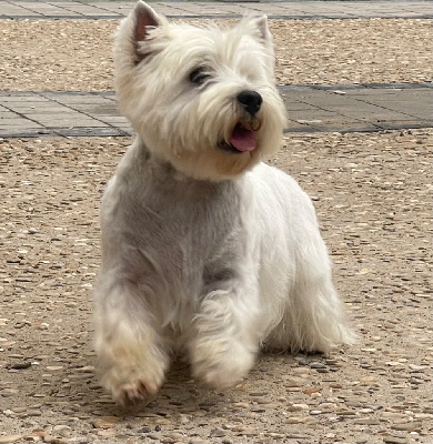 Étalon West Highland White Terrier - Scarlett De La Douce Source