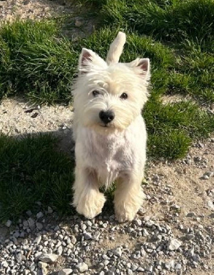 Étalon West Highland White Terrier - Tahia De La Douce Source