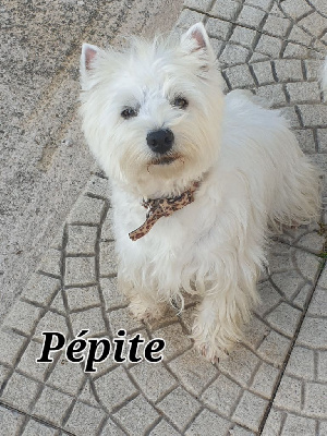 Étalon West Highland White Terrier - Pepite d or du Clos Lachrico