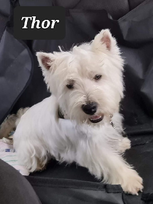 Étalon West Highland White Terrier - Thor de Lady Pendora