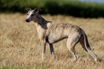 Étalon Whippet - Topaze flawless stone Des Alizes De Maelynn