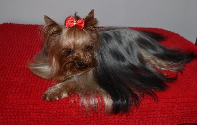 Étalon Yorkshire Terrier - Naomie campbell du clos de faurilles