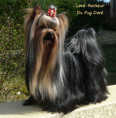 Étalon Yorkshire Terrier - CH. Lord-rockeur du Puy Doré