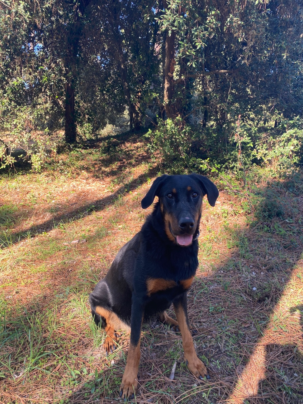 Publication : Des Feux Des Pins Auteur : Du Quartier de Thiou