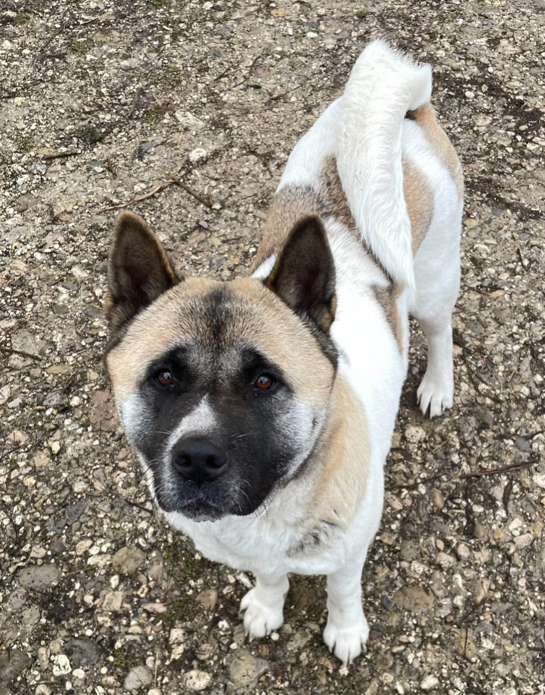 Publication : Du Croc Mignon De La Grotte Auteur : Thierry ABRAHAM