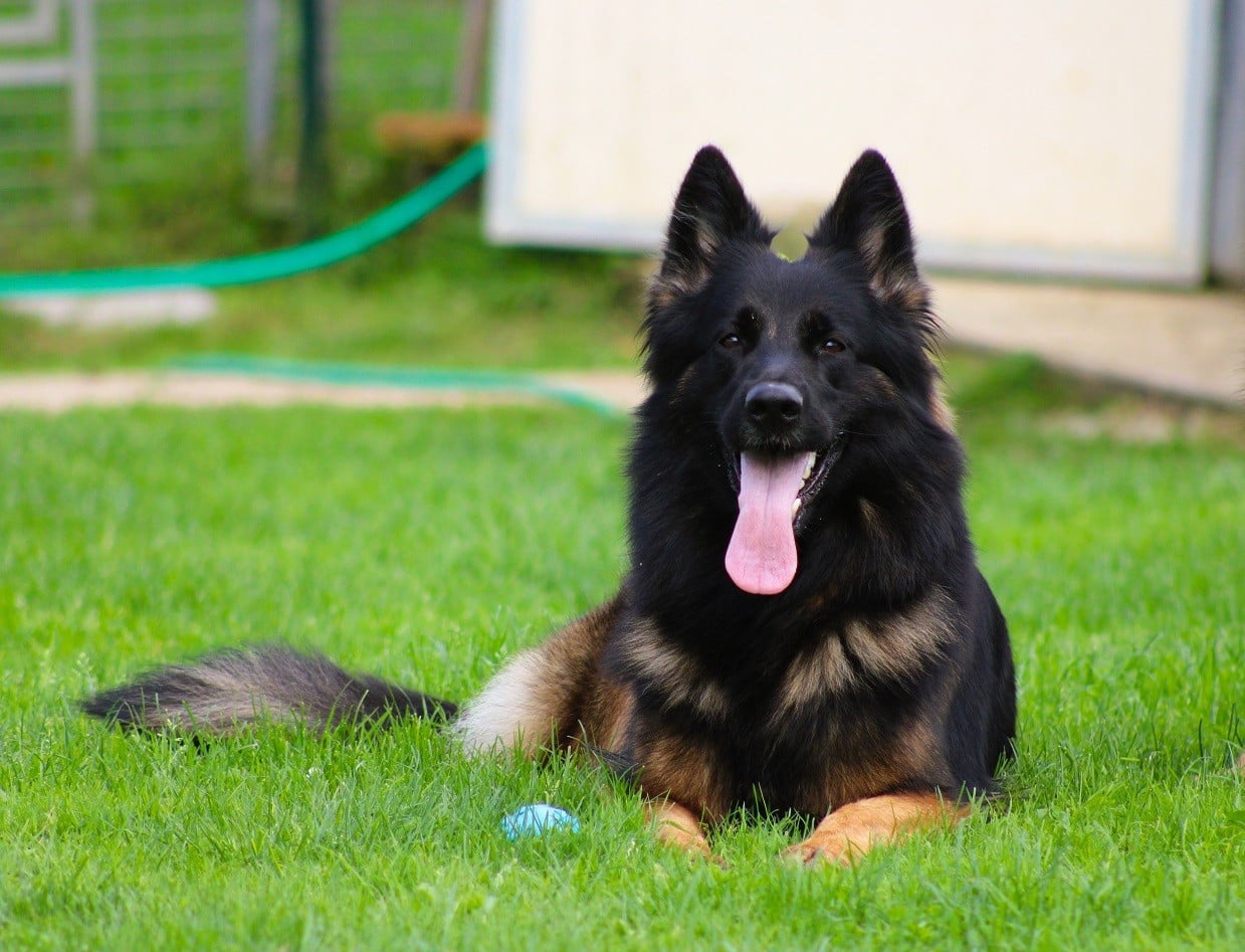 Publication : du Verger des louves Auteur : SAINT MARTIN