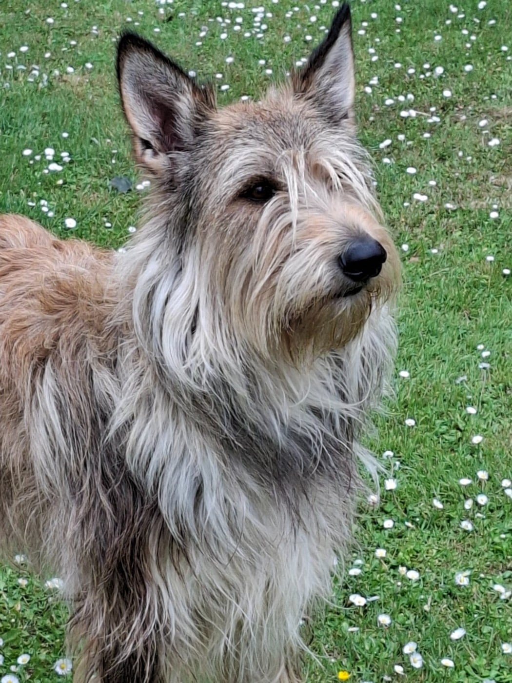 Publication : De stephieci Auteur : LOUISETTE BEAUVISAGE