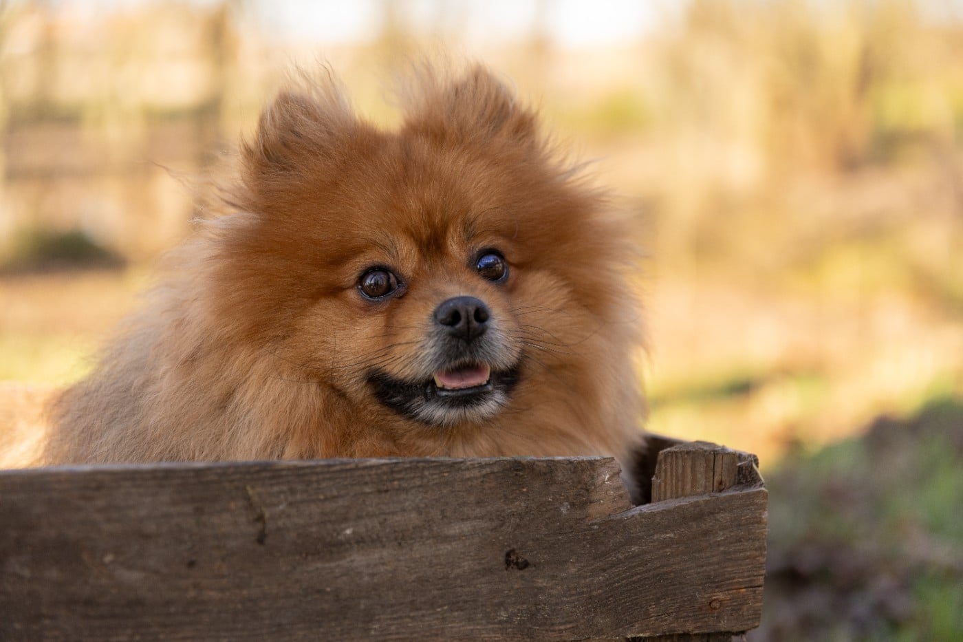 Publication : (Sans Affixe) 