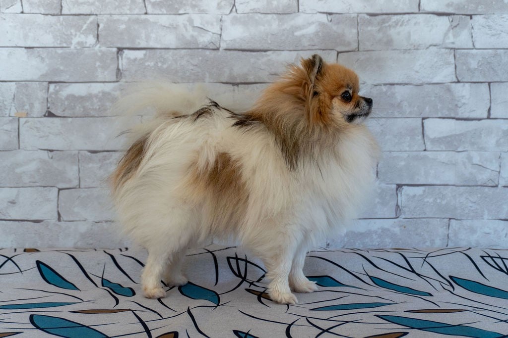 Publication : Des Seigneurs De Morlanne