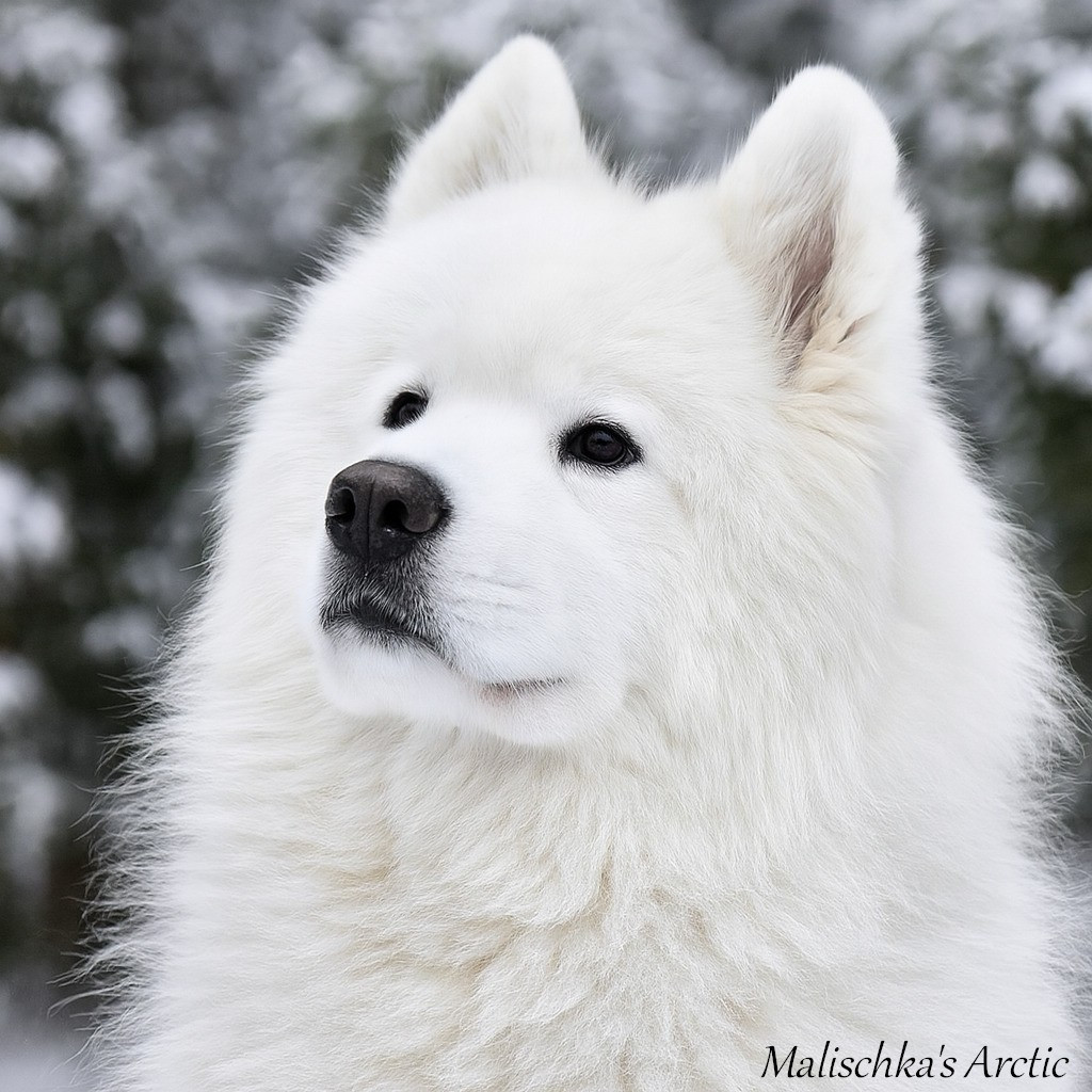 Publication : Malischka's Arctic Auteur : Nuria Girod Malischka's Arctic