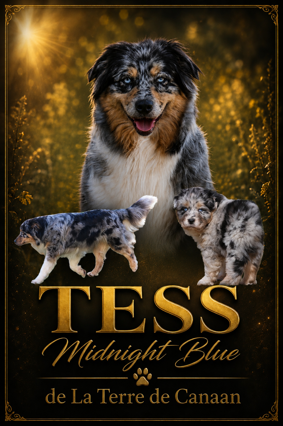 Tess midnight blue De La Terre De Canaan