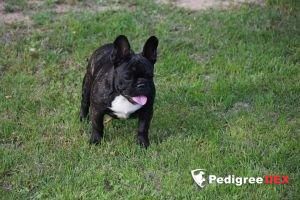 Csermely shiningsloe