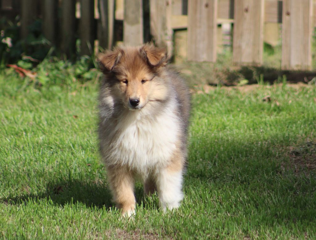 Publication : de la Déesse des Moissons Auteur : ISABELLE THIBAULT