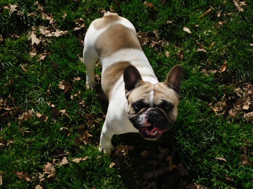 Publication : Des Anges De Mathéo 