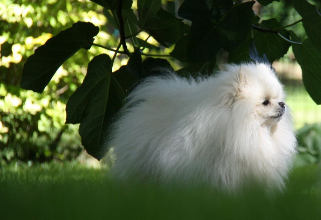 Publication : De Karantez Auteur : A. CHAGNON