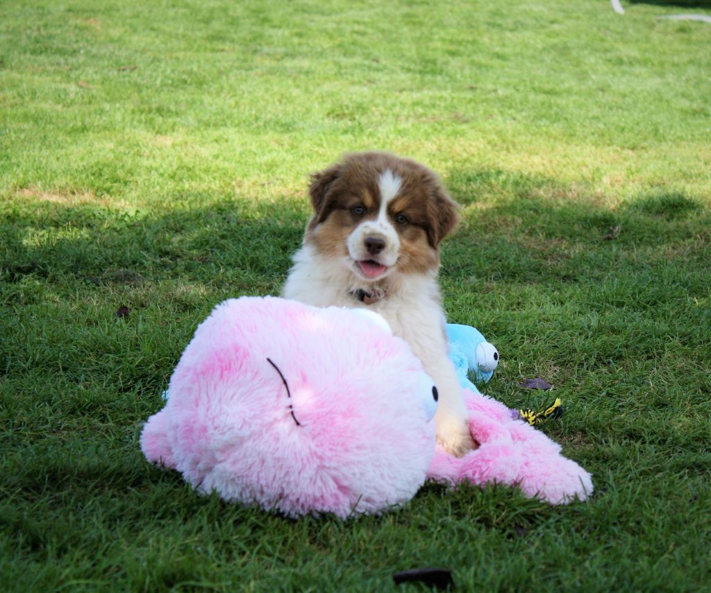 Publication : Of The Dream Of Haïti Auteur : Of the dream of Haïti