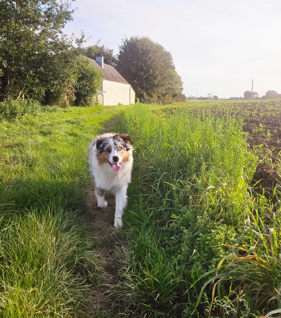 Publication : Of The Dream Of Haïti 
