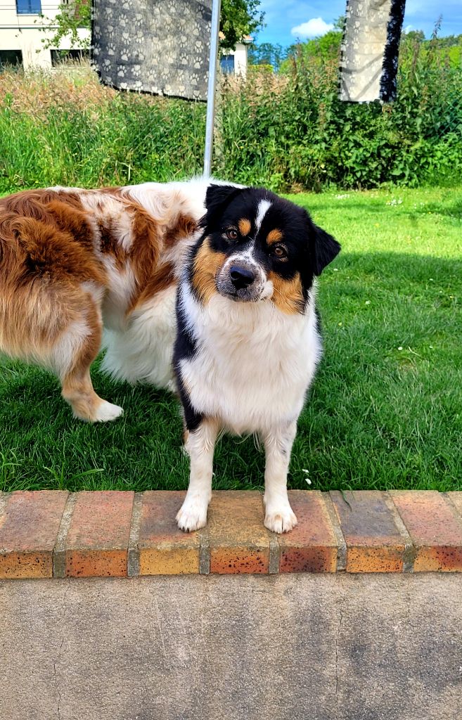 Publication : Of The Dream Of Haïti