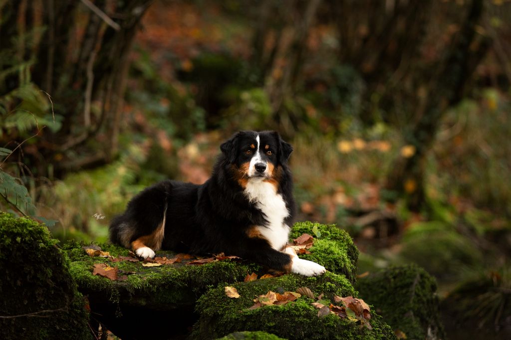 Publication : Du Domaine De La Pierre Levèe Auteur : Margot Guillet