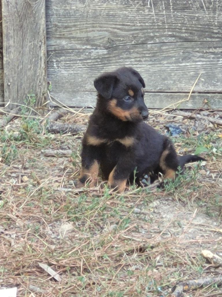 Publication : du bosquet Guillaume Auteur : Didier - Yves duez