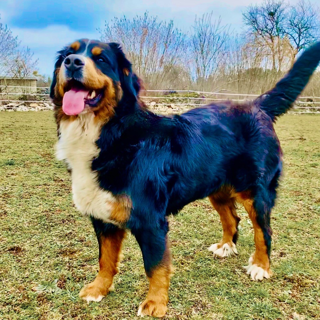 Publication : Totem Bau 