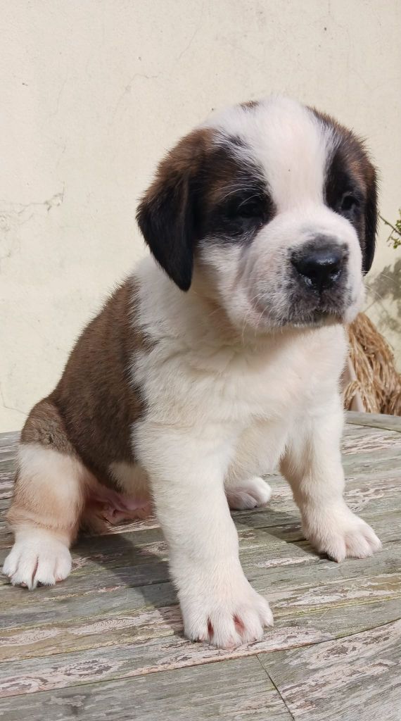 Publication : Des Légendes De Bretagne 