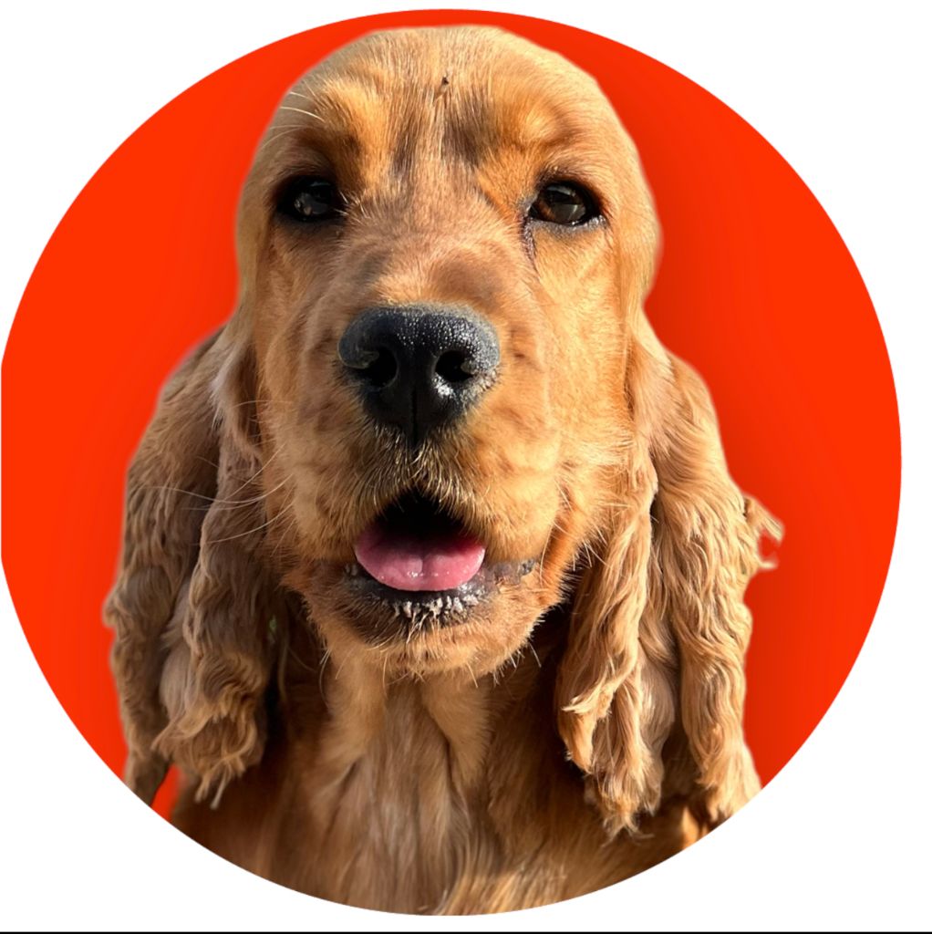 Publication : Des Hurlevents De Nuas 