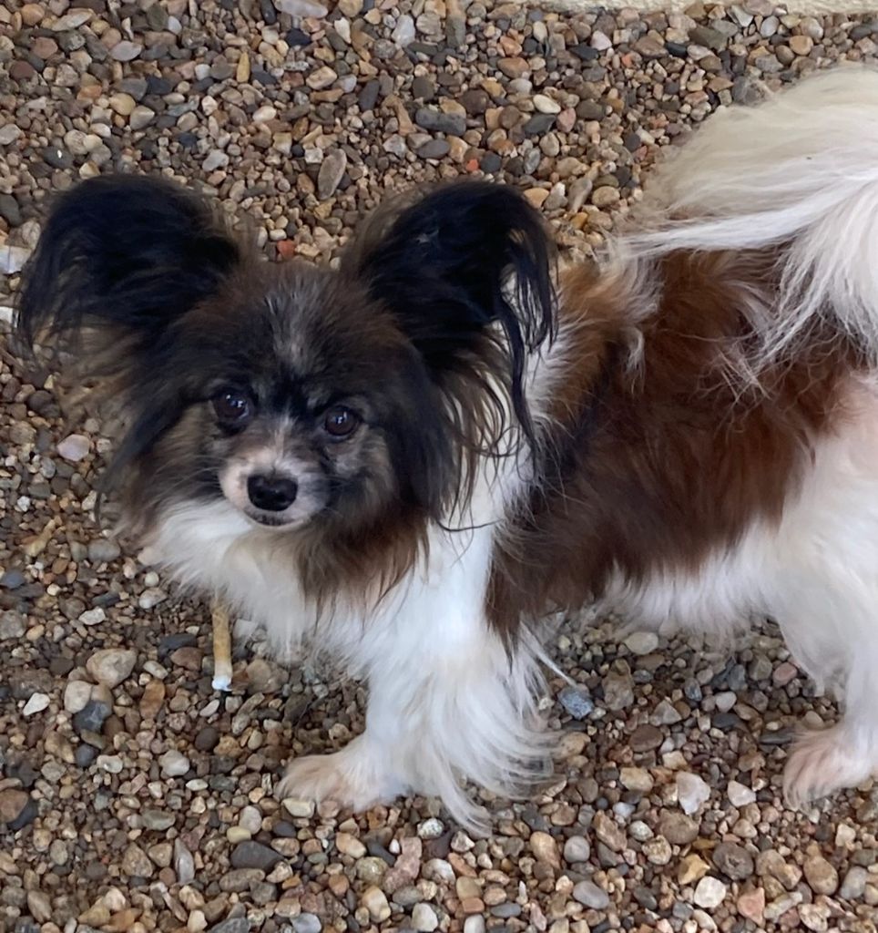 Publication : De Govalco