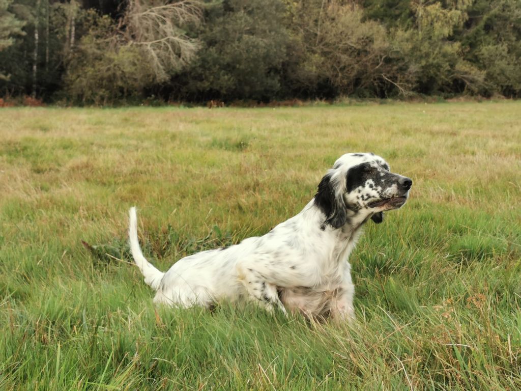 Publication : Du Long Bec D'enchanet