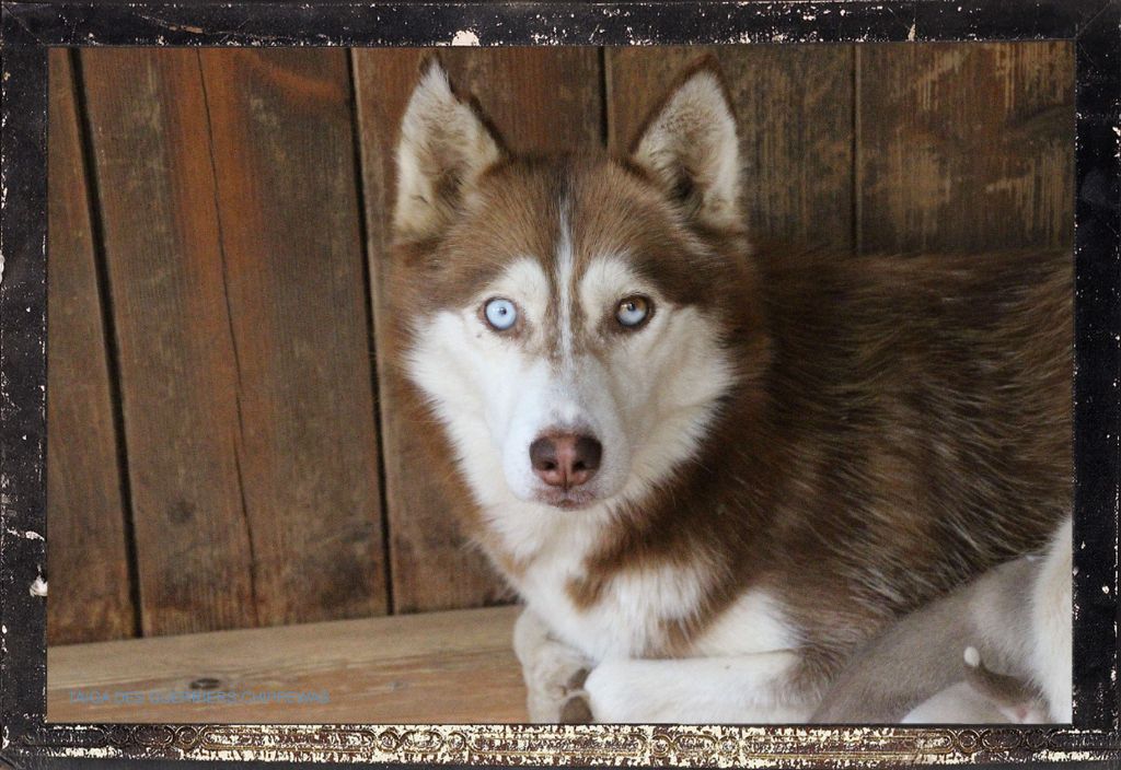 Publication : Des guerriers chippewas 