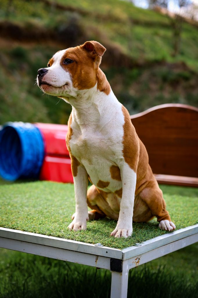 Publication : de la Promesse d'Hyssambre