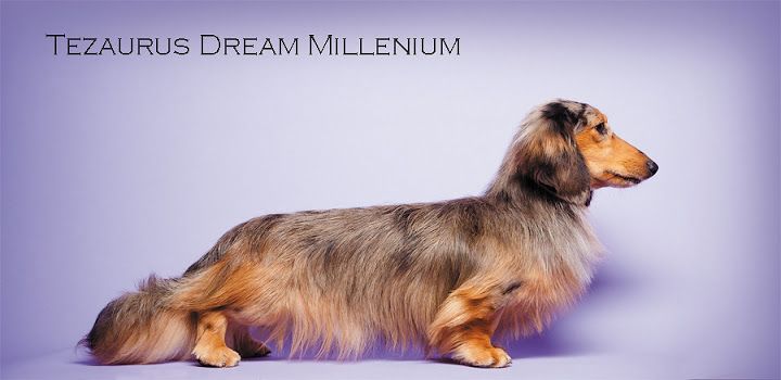 CH. tezaurus dream Millenium