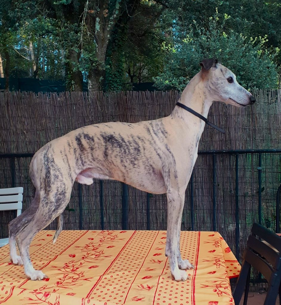 Publication : Des Douceurs De L'Aigrefeuille Auteur : Woolley Agnes