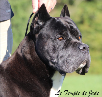 Étalon Cane Corso - Ferrari vento e tempesta