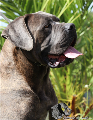 Étalon Cane Corso - Rodin xender jr du temple de jade